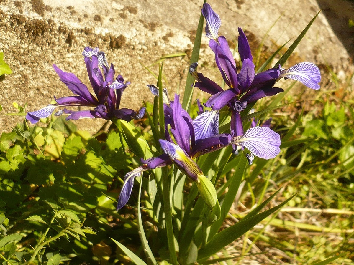 Iris reichenbachiana (Iridaceae)
